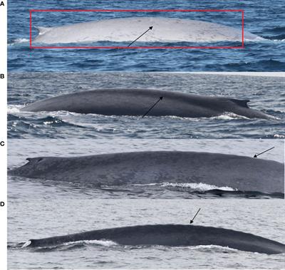 Blue Whale Body Condition Assessed Over a 14-Year Period in the NE Pacific: Annual Variation and Connection to Measures of Ocean Productivity